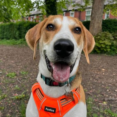 Milo, a Homeward Houndz rescue dog