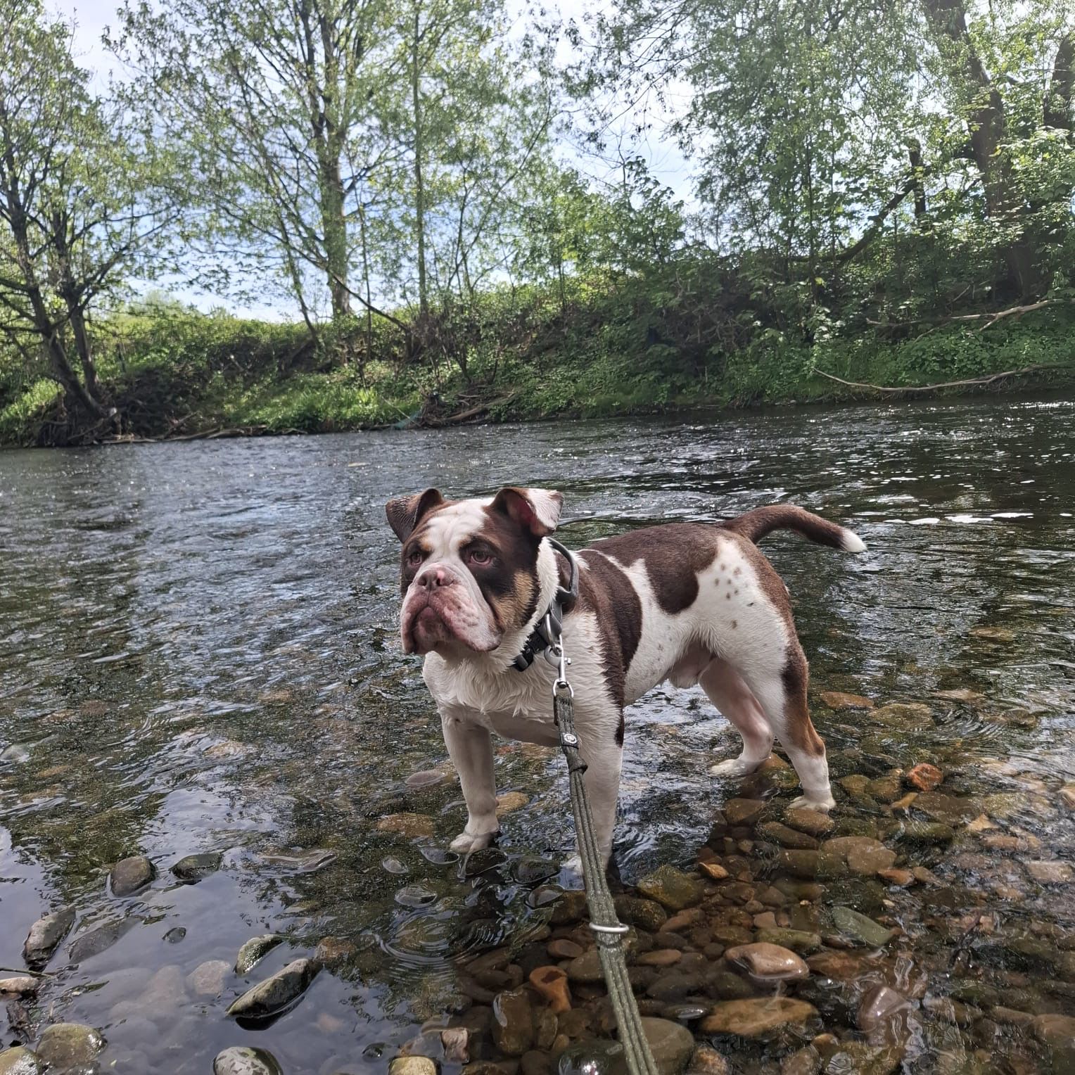Rescue dog standing in a shallow river