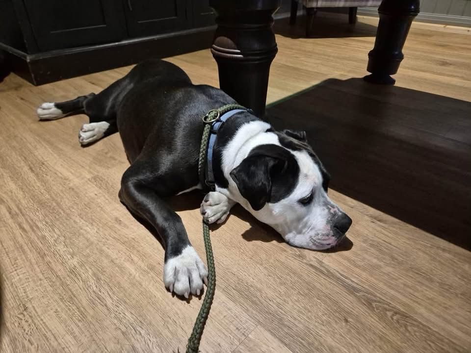 A black-and-white dog resting on a wooden floor beside a table