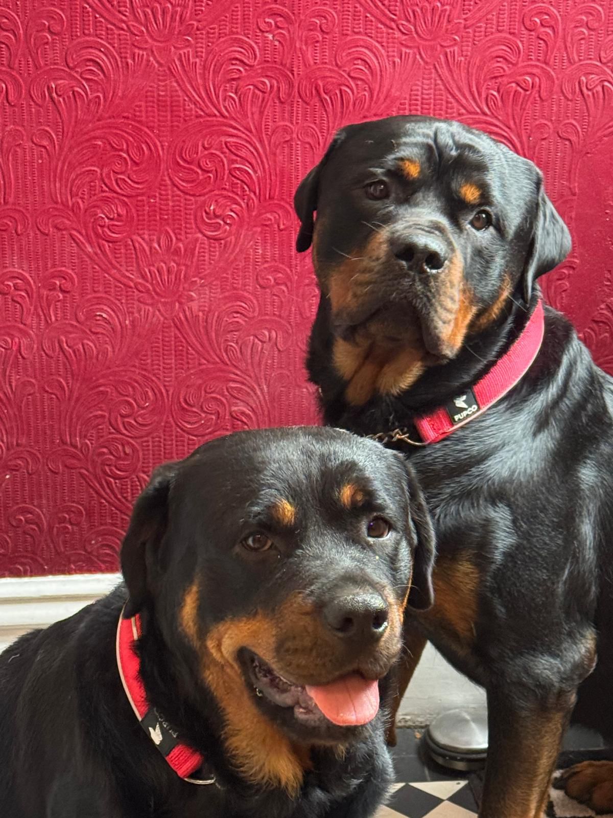 Two Rottweilers wearing red collars sitting together indoors